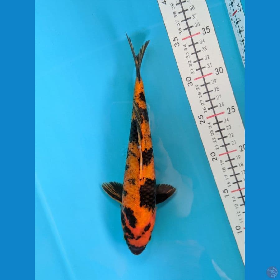 HI UTSURI 26CM FEMALE