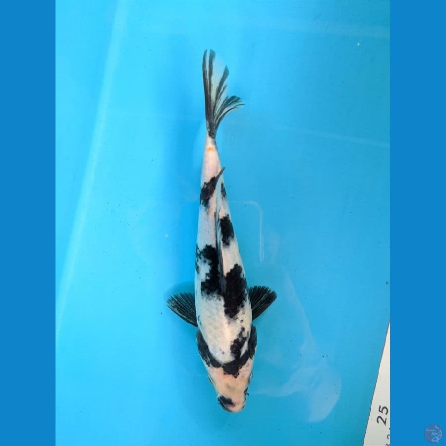 SHIRO 21CM MALE