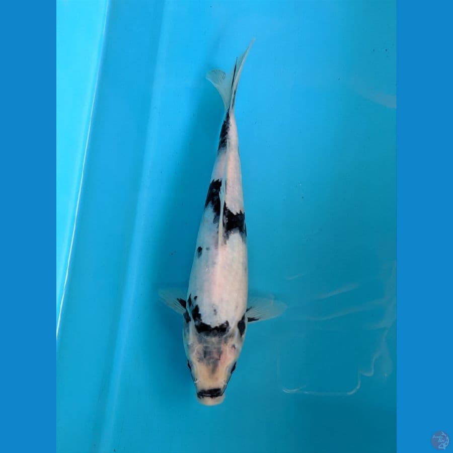 SHIRO 24CM FEMALE