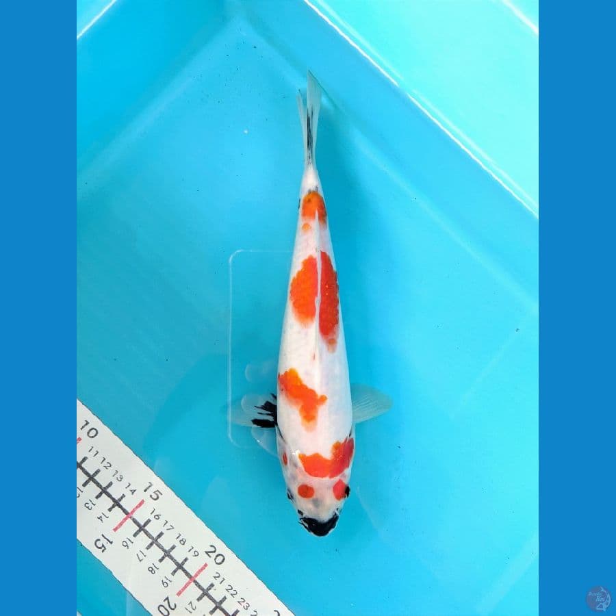 SHOWA TATEGOI 24CM FEMALE