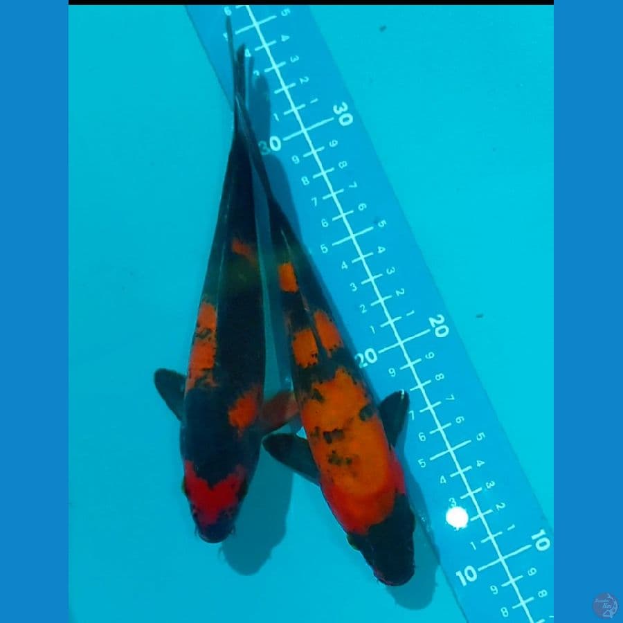 hi utsuri tembus 22-22 cm