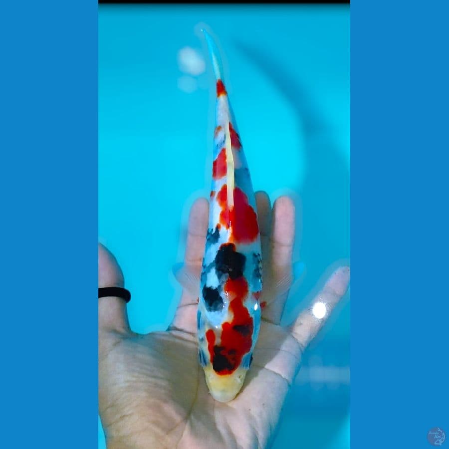 showa tategoi 23 cm
