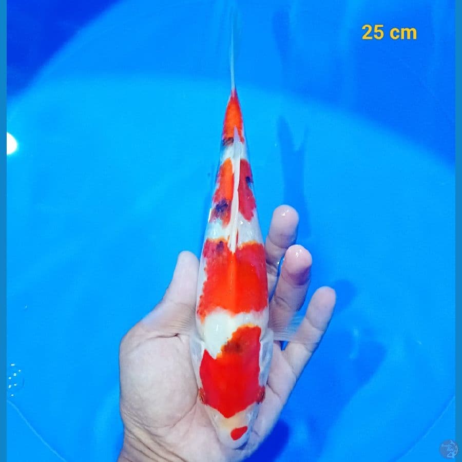 bahan keep sanke 25 cm