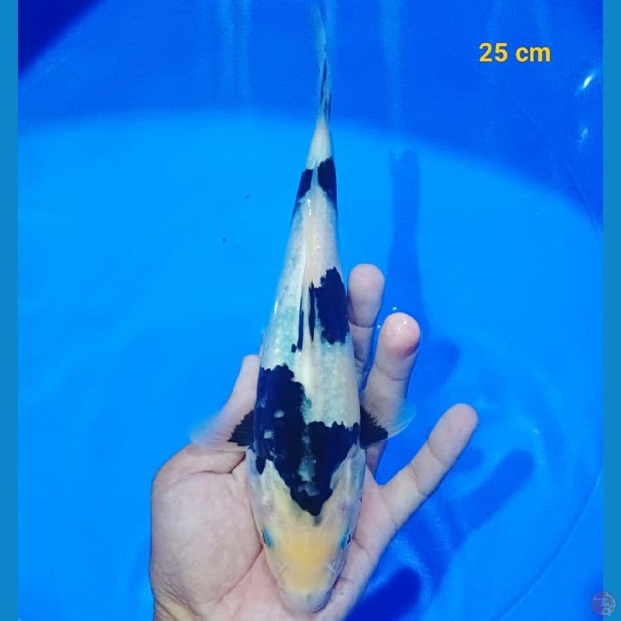 bahan keep 23 cm