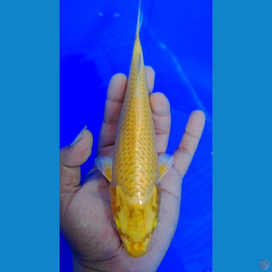 ogon 25cm male