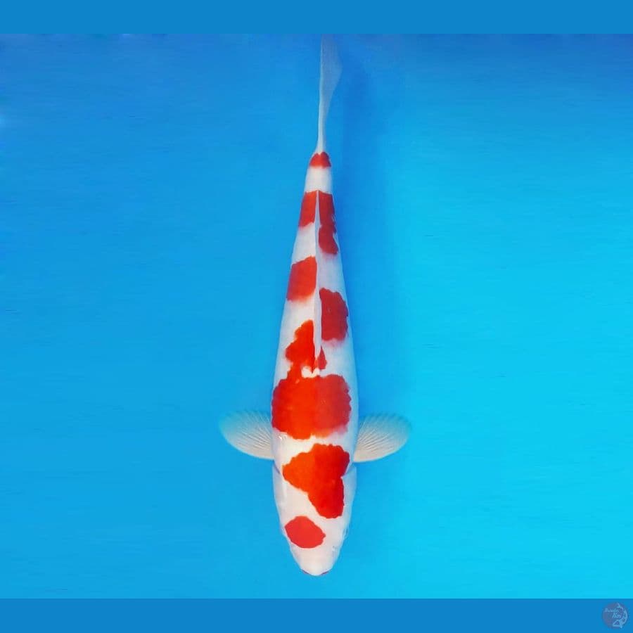 FURY 1 - Kohaku 38 cm/fm ®