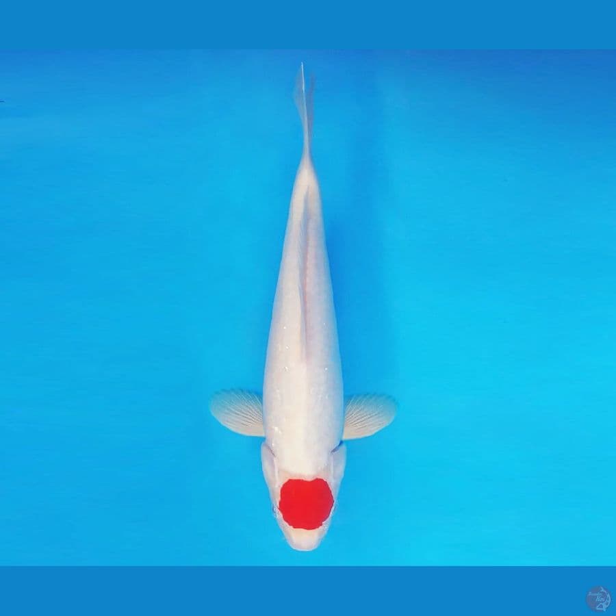 FURY 9 - Tancho 33 cm/male ®