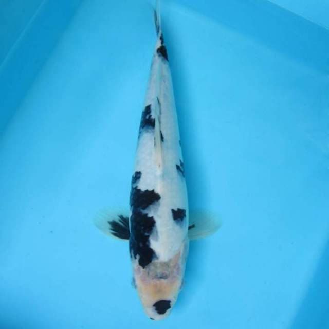 Shiro 31 cm