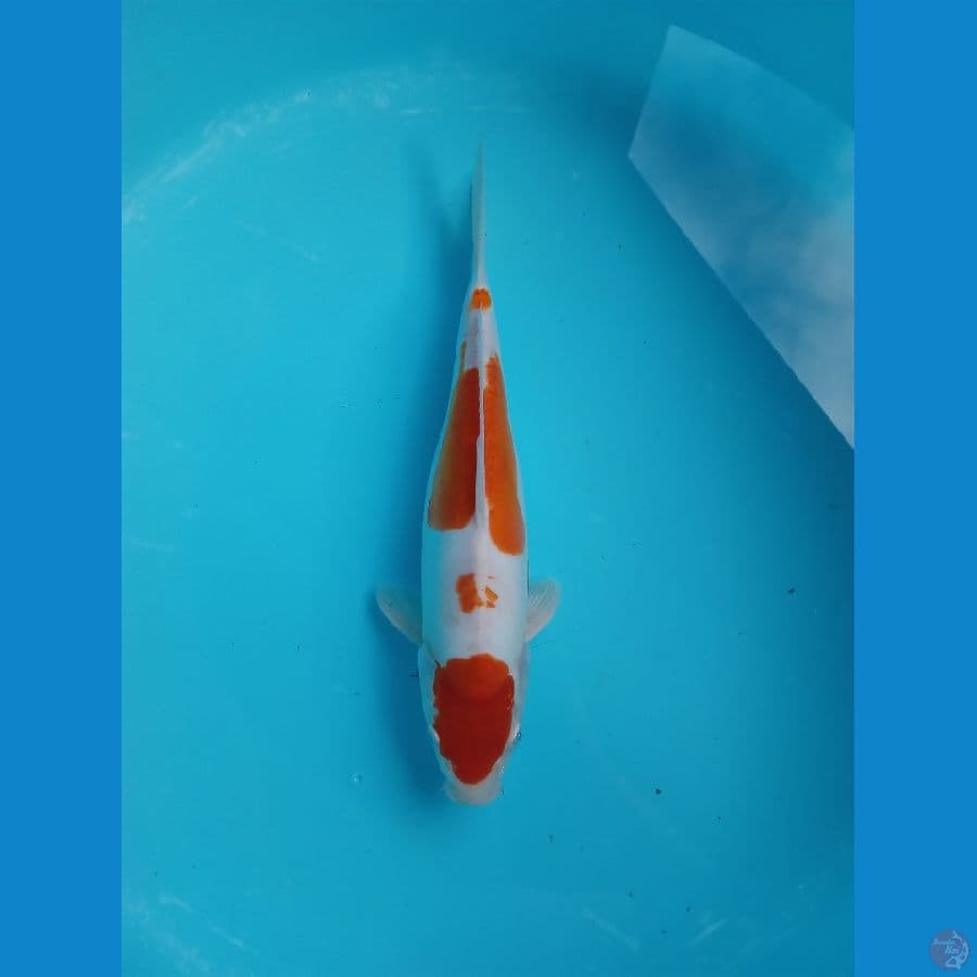 MARUTEN KOHAKU DOITSU 31CM