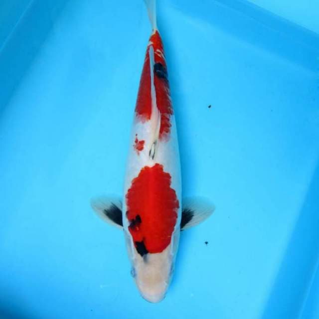 Showa 34 cm