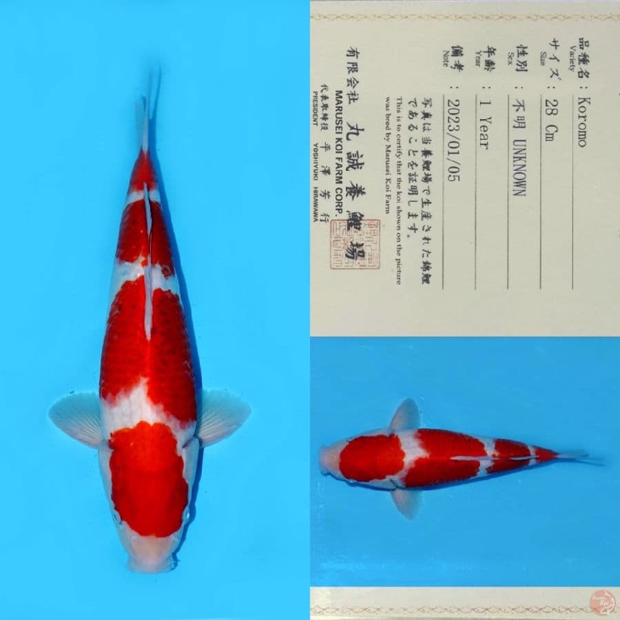 MARUSEI AI KOROMO SQ 36CM (KOLEKSI PRIBADI)
