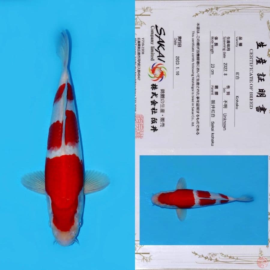 SAKAI SANDAN KOHAKU SQ 31CM (KOLEKSI PRIBADI)