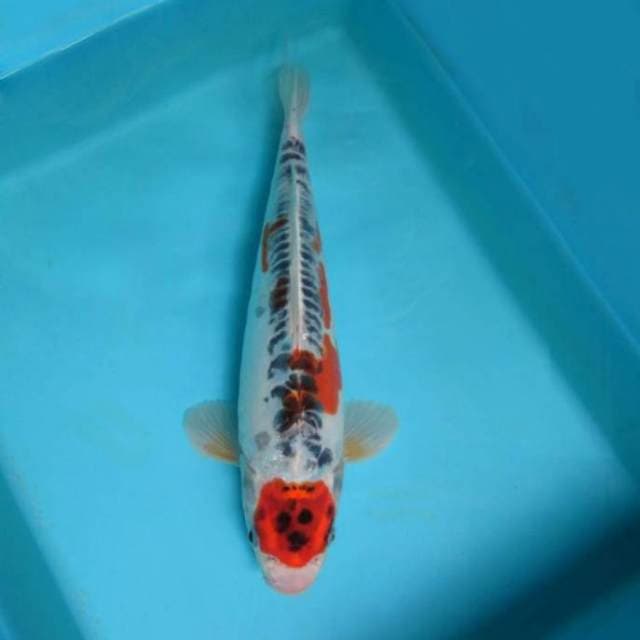 Maruten shusui 31 cm