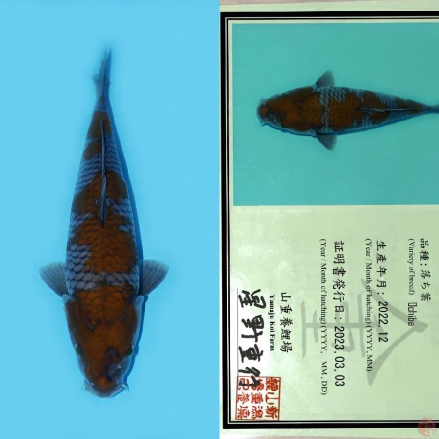 YAMAJU OCHIBA SHIGURE SQ 31CM (KOLEKSI PRIBADI)