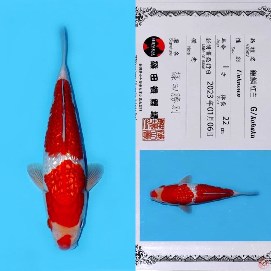 SHINODA GINRIN KOHAKU SQ 30CM (KOLEKSI PRIBADI)