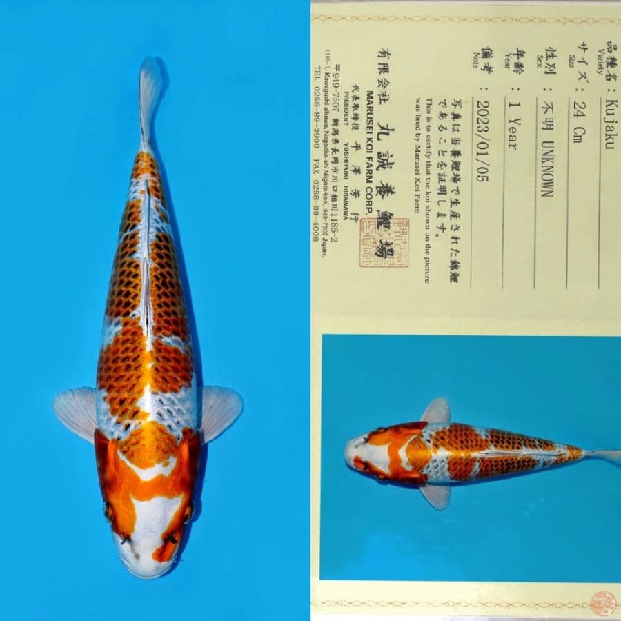MARUSEI KUJAKU SQ 32CM (KOLEKSI PRIBADI)