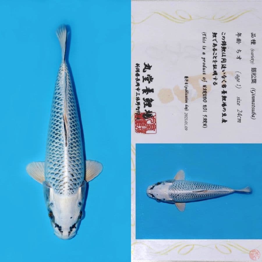 MARUDO GIN MATSUBA SQ 32CM (KOLEKSI PRIBADI)