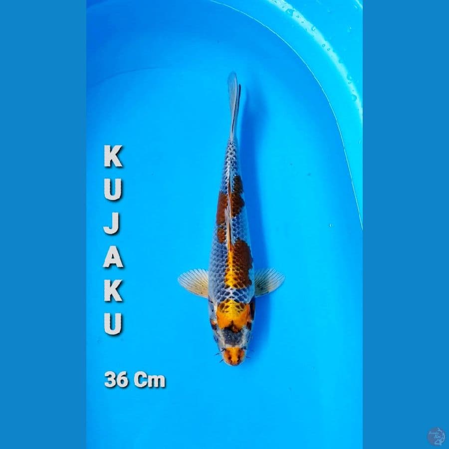 Tiso ` KUJAKU 3