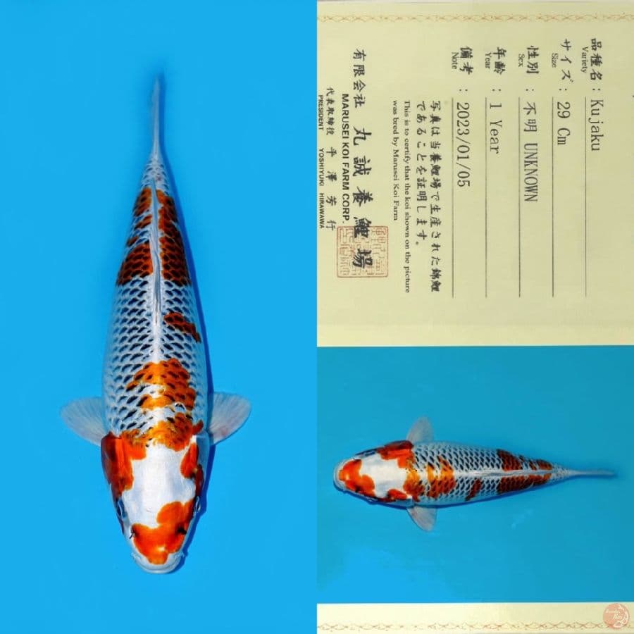 MARUSEI KUJAKU SQ 37CM (KOLEKSI PRIBADI)