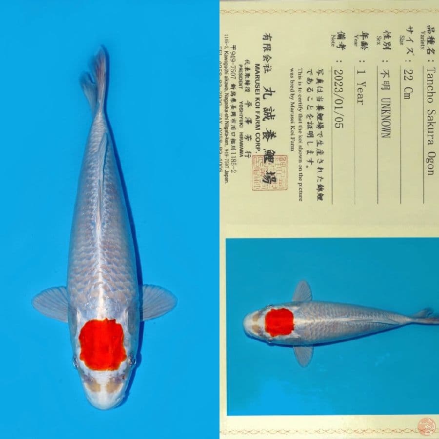 MARUSEI TC SAKURA OGON SQ 30CM (RARE/KOLEKSI PRIBADI)