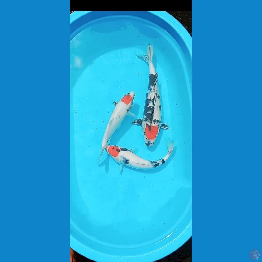 Tancho showa 32-36 cm