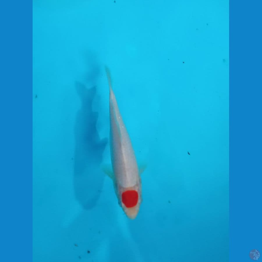 tanco kuhaku