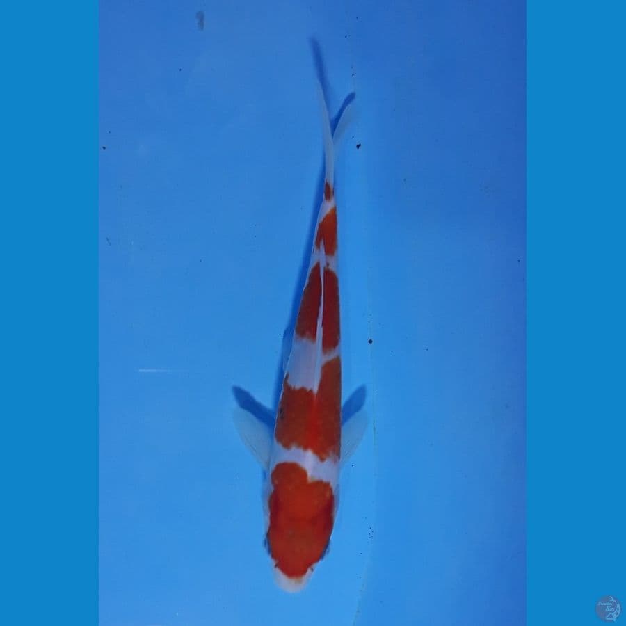 17cm sisik