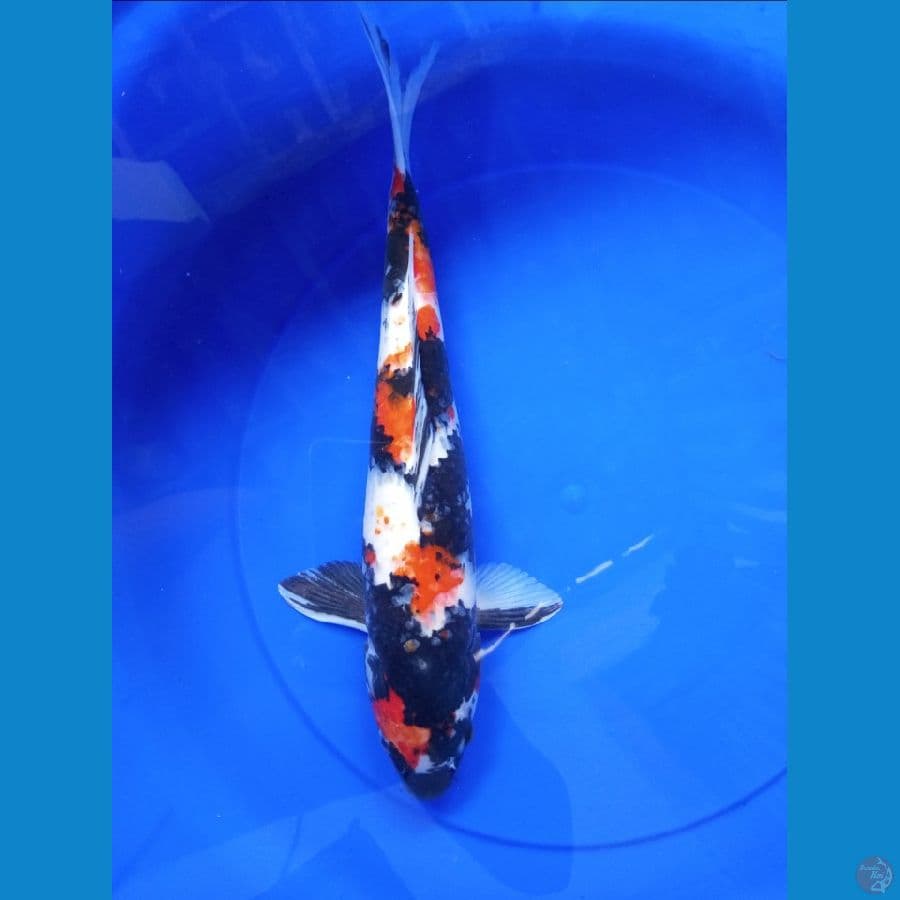 showa setrong 40cm