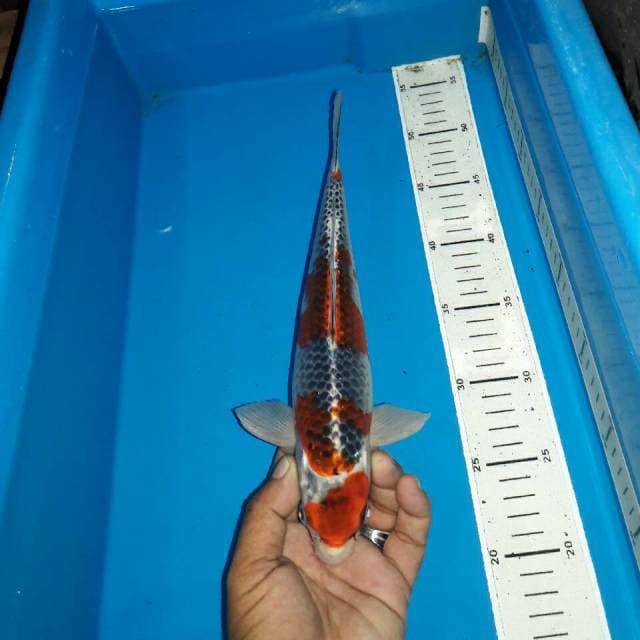 Goshiki f1