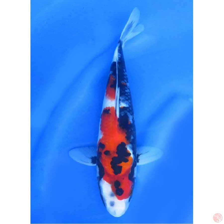 Showa Calon Super , 31cm