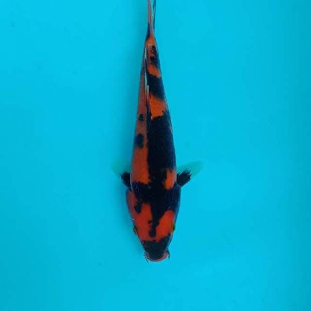 Hishowa 22cm