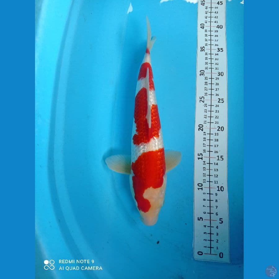 sq kohaku gindrin