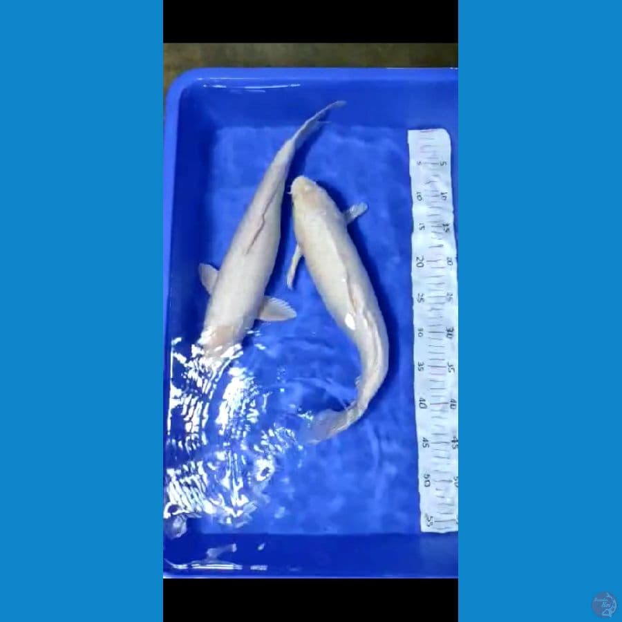 jenis shiromujimono langka
size 45bu
jumlah 2 ekor
ob 500
kb 25