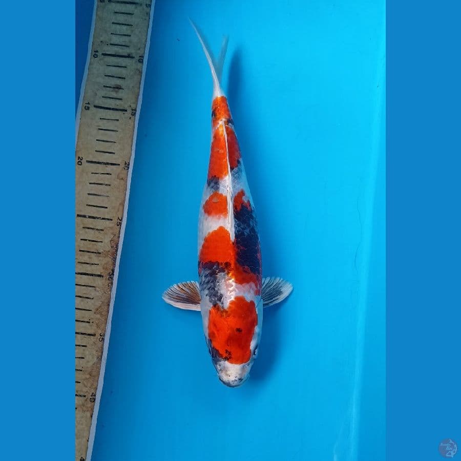 Showa Hikari 30cm/female