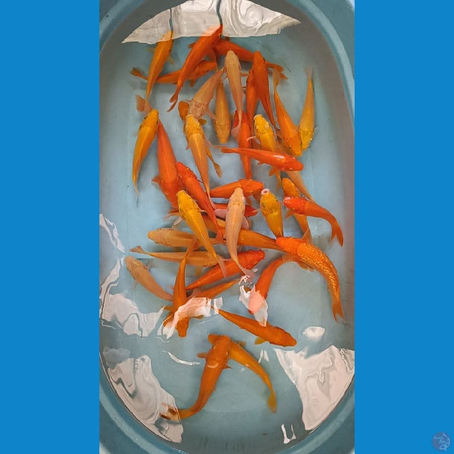 paket 40ekor karasi&red karasi