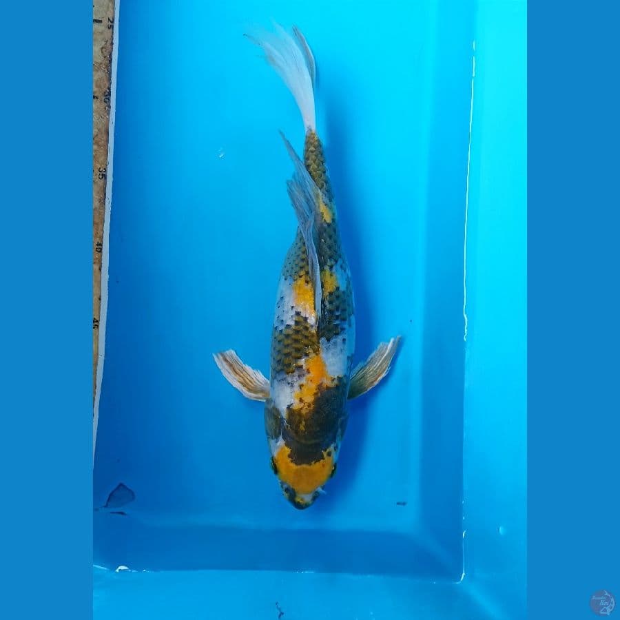 Showa Kumpay 32cm/Female