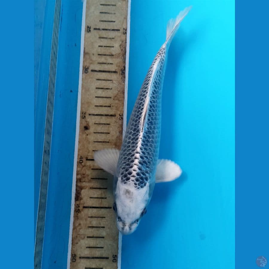 Gin madsuba 24cm/male