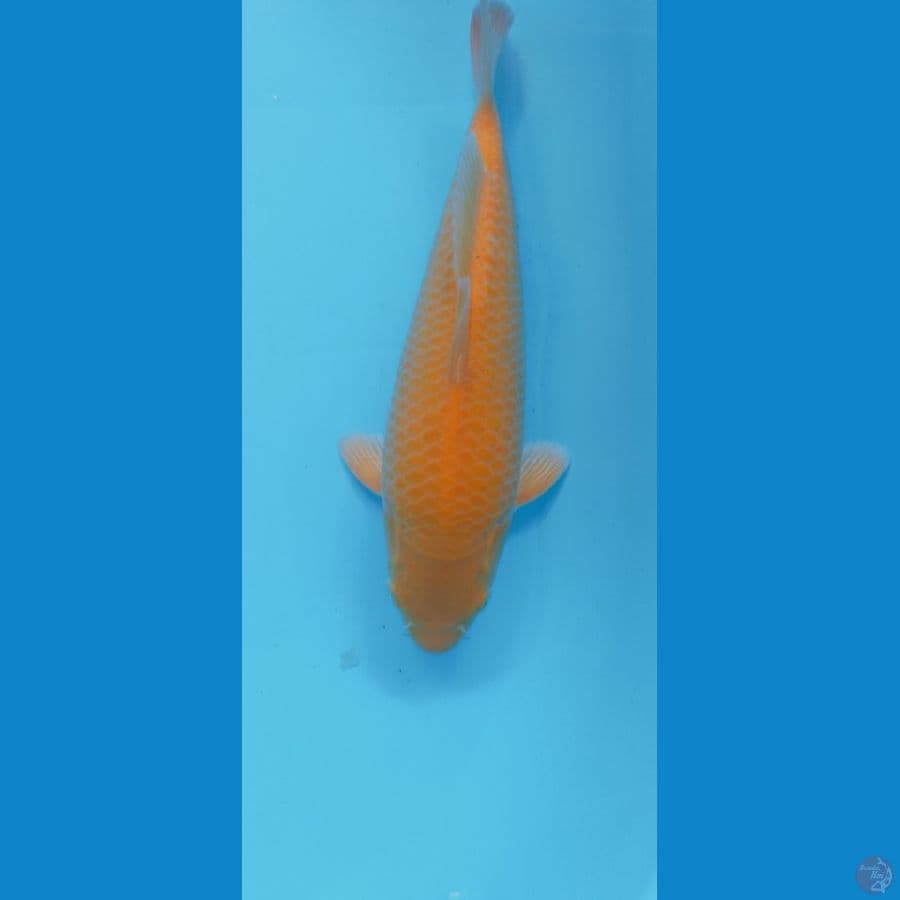 KARASI CORN 32CM MALE PUNUK