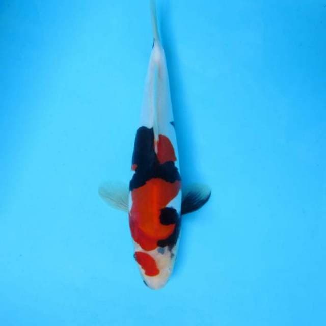 Showa 21 cm