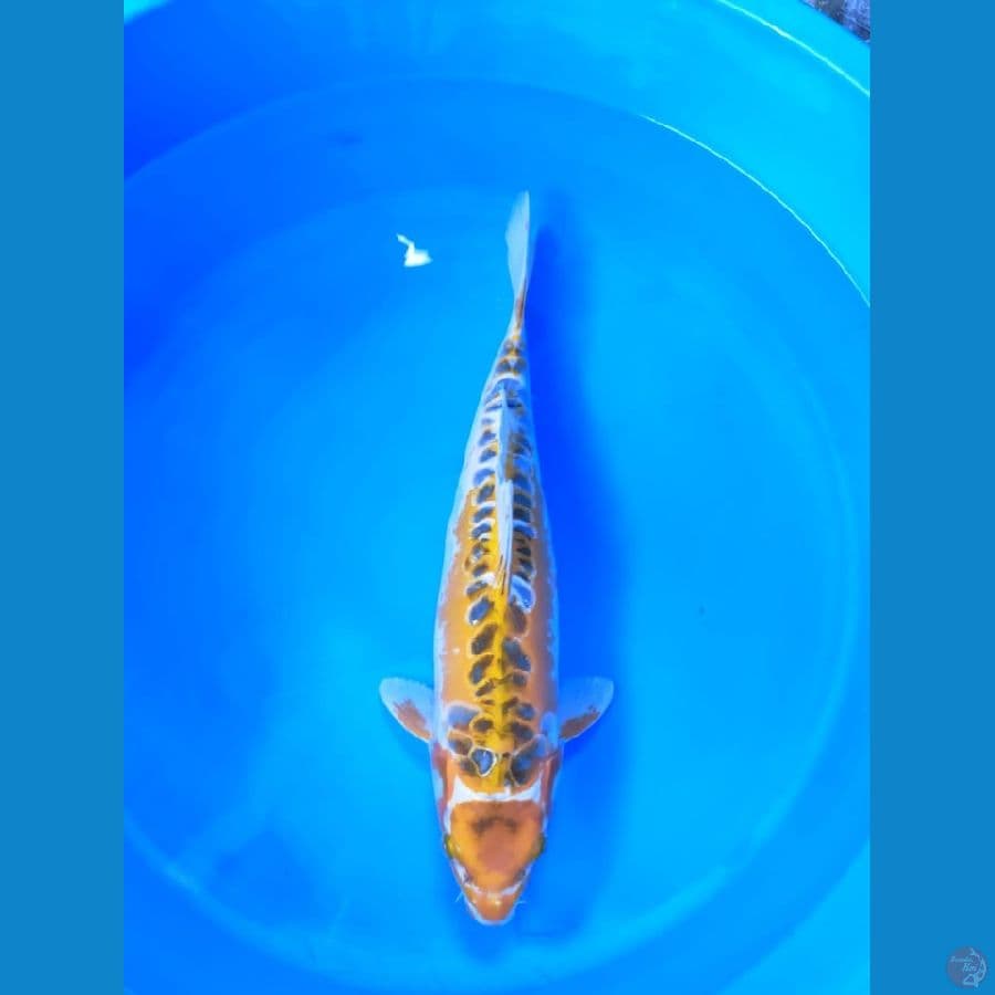 ki shusui 40 cm
