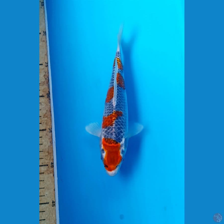 Goshiki 22cm/m