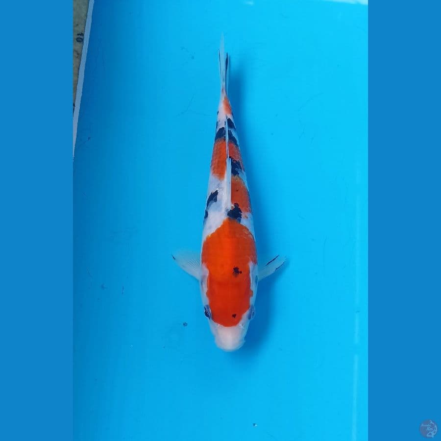 Sanke 20cm/m