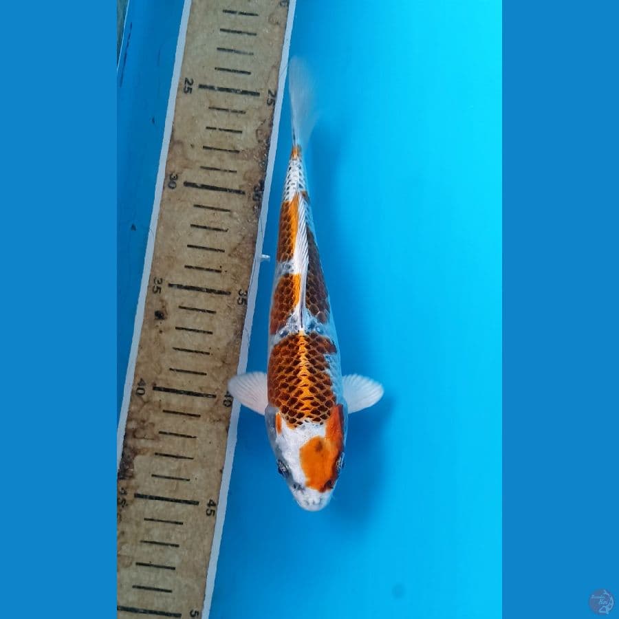 Kujaku 19cm/m