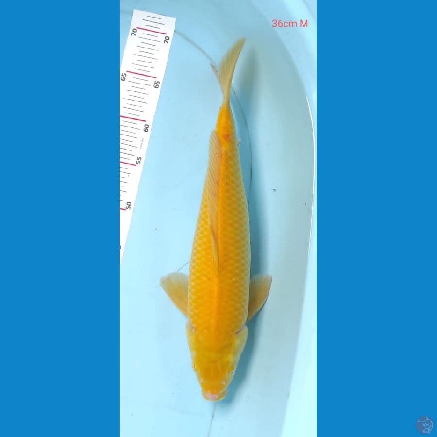 karasi 36cm mm