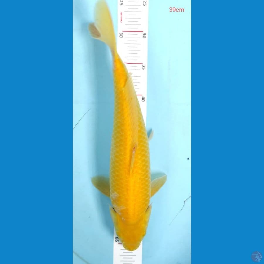 karasi 39cm mm