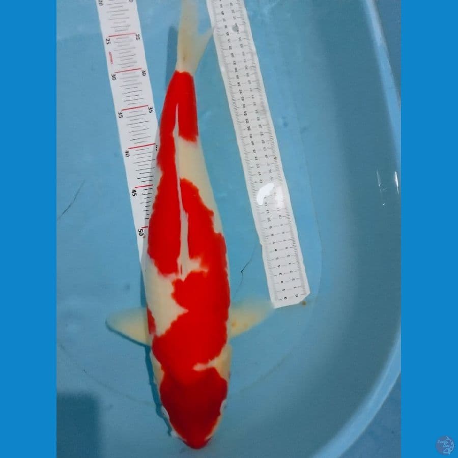 kohaku 52cm