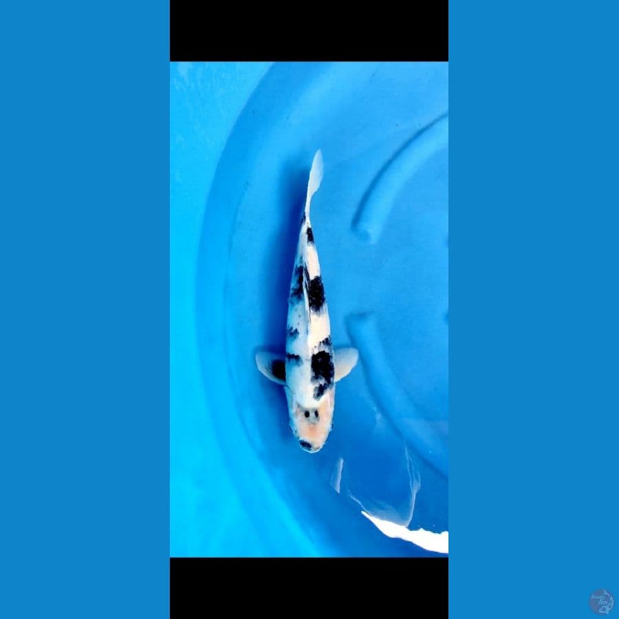 SHIRO 38 CM