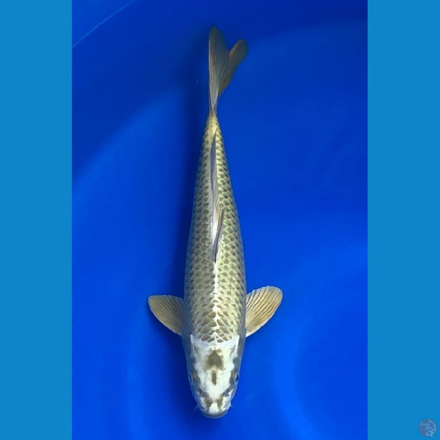 mukasi 32cm