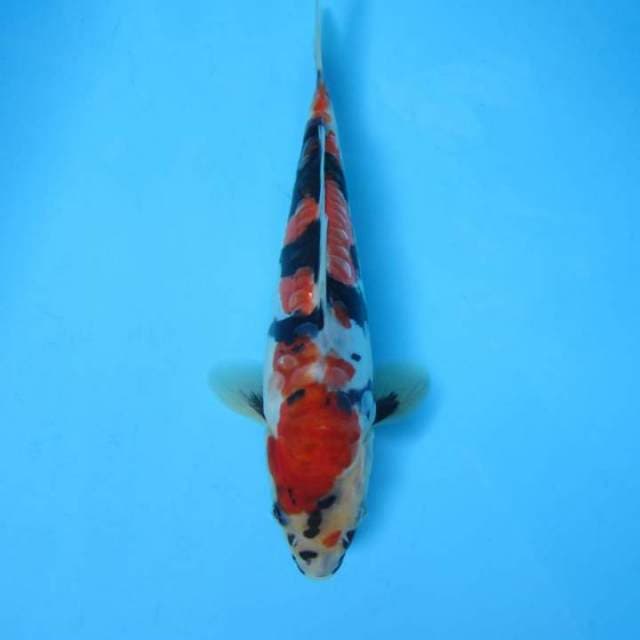 Showa 18 cm