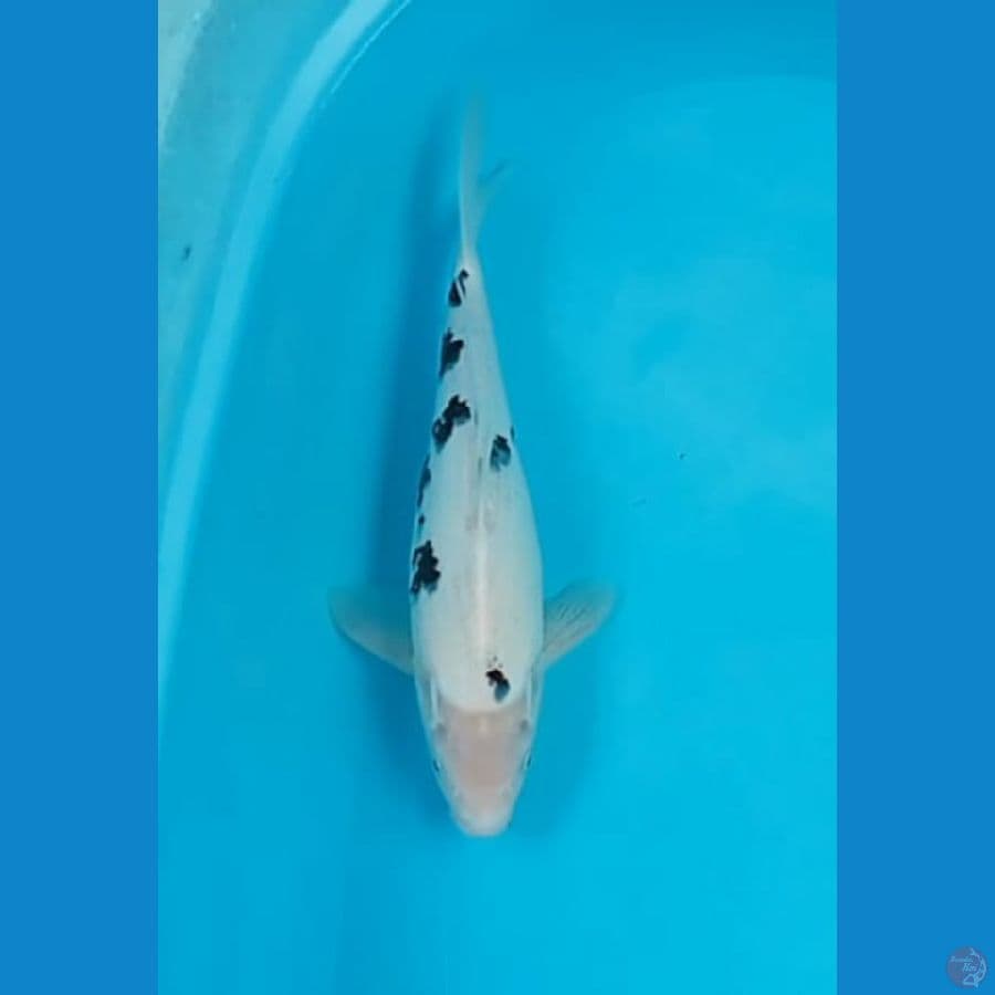 Bekko 35 cm